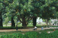 文山學院校園風光_晨讀