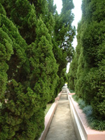 文山學院校園風光_林蔭小道